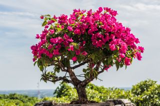 A pink bougainvillea bonsai tree