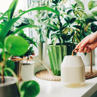 Indoor gardener waters and fertilizes houseplants in sunny windowsill