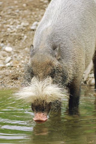 Bearded pig, evolution