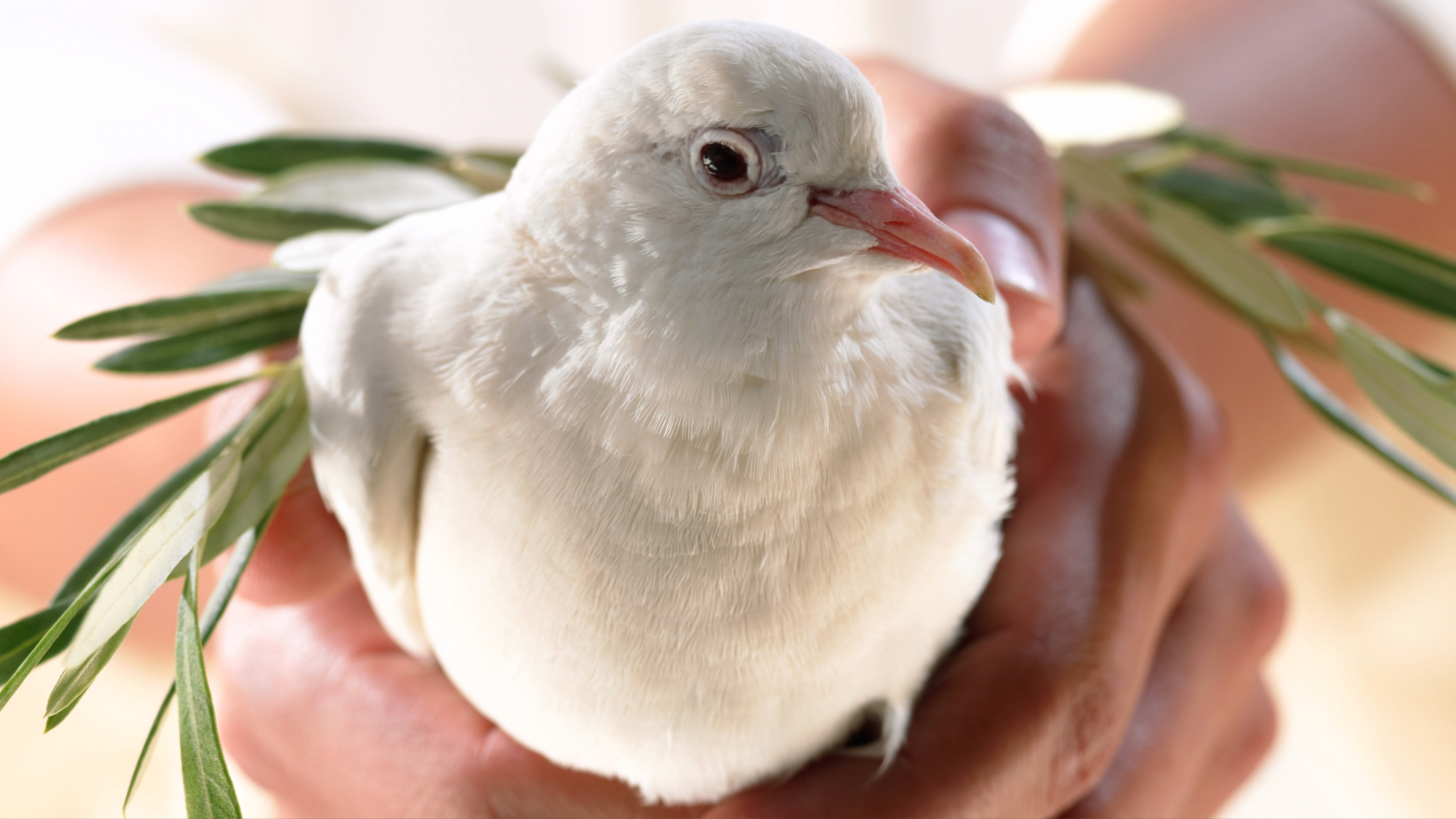 Dove