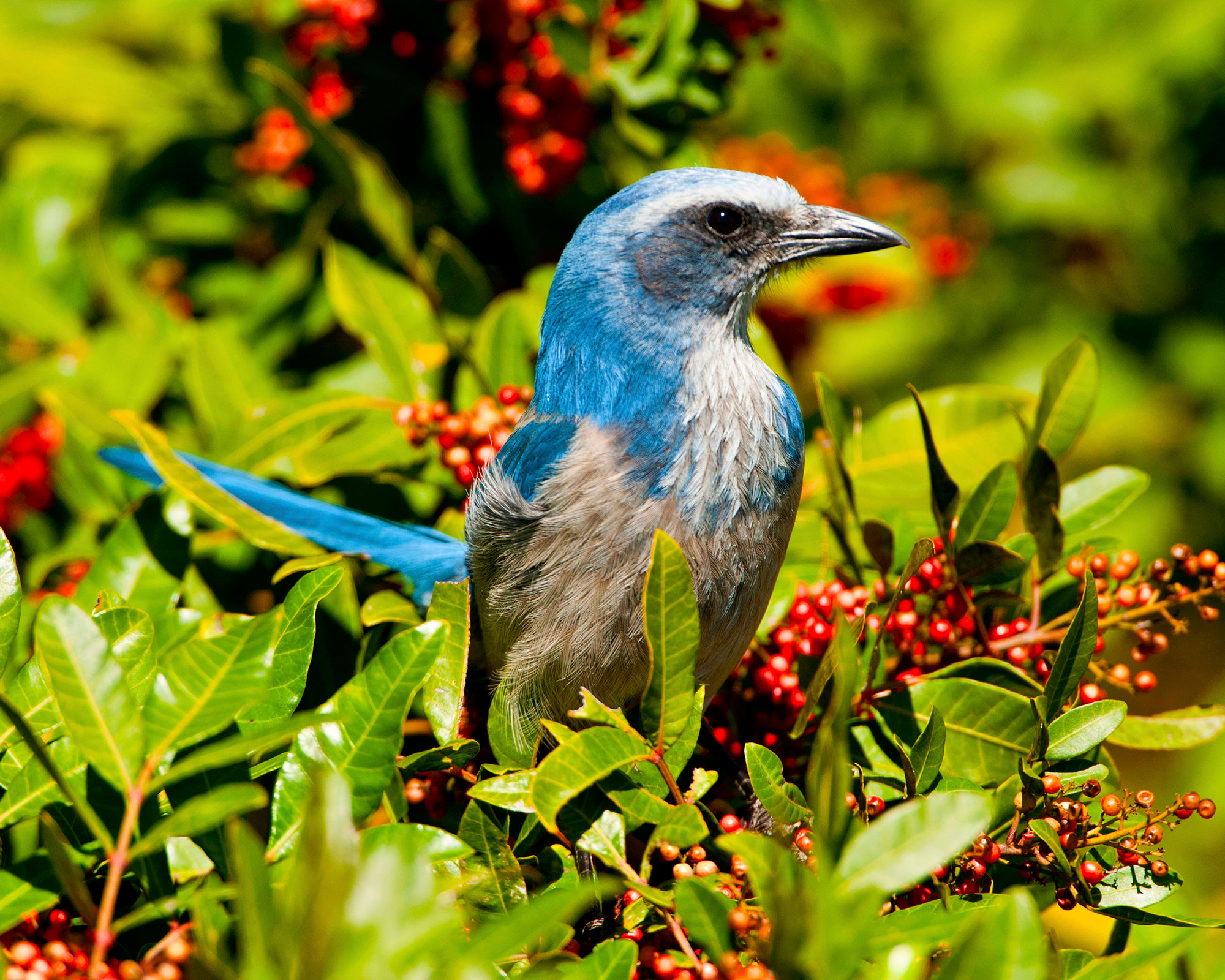 Florida, Cape Coral, near Seahawk Park, Florida Scrub Jay perched in a bush
