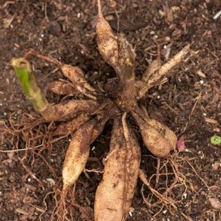 Dahlia tuber in the ground