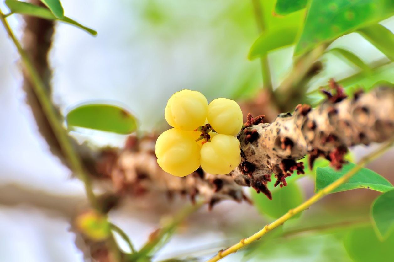 Otaheite Gooseberry Fruit Tree