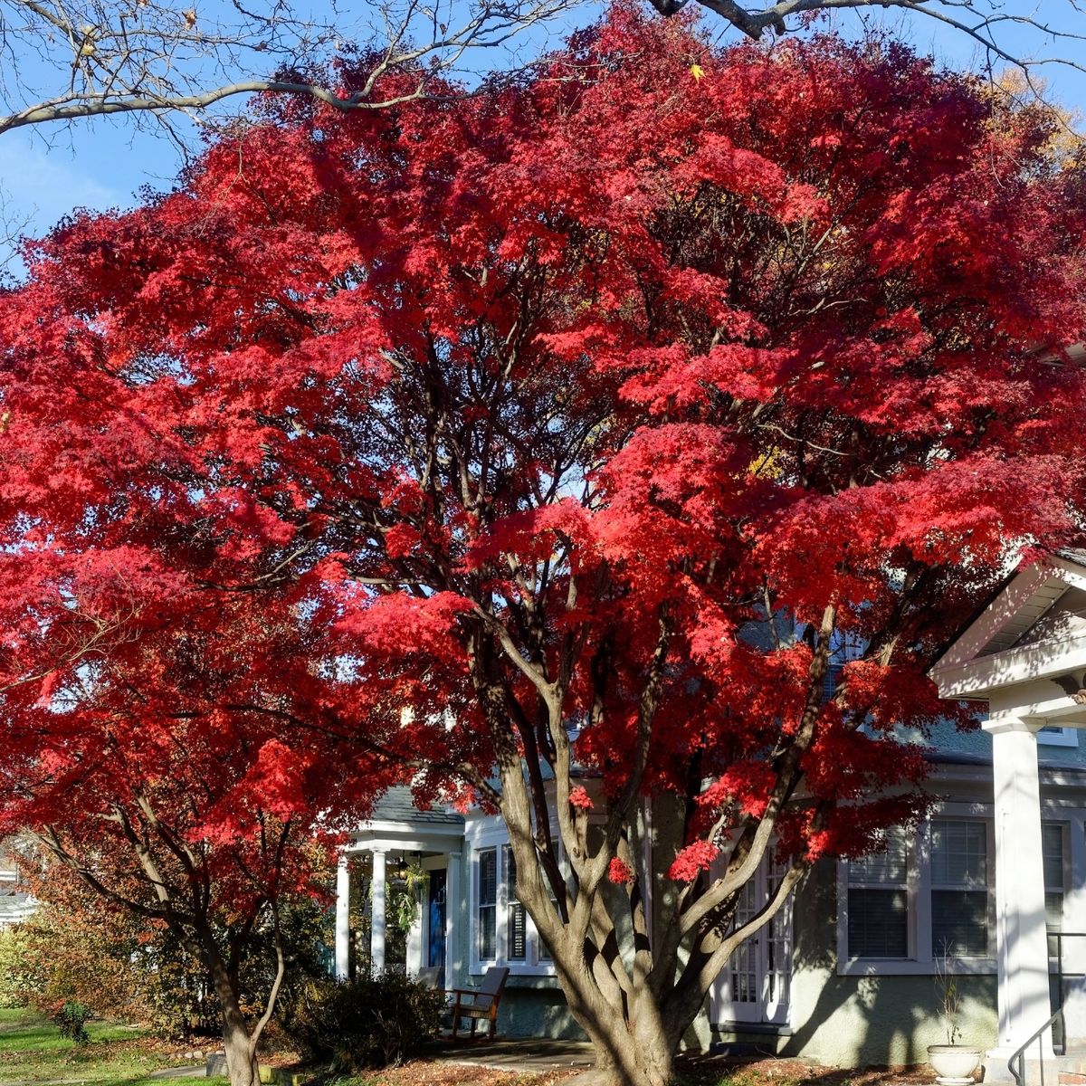 Quand tailler les acers pour des feuilles d'érable saines et vibrantes au cours de la nouvelle année