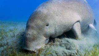 Um dugongo adulto (Dugong dugon) se alimenta em águas rasas do Mar Vermelho, perto de Marsa Alam, no Egito.