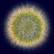 fungi in petri dish