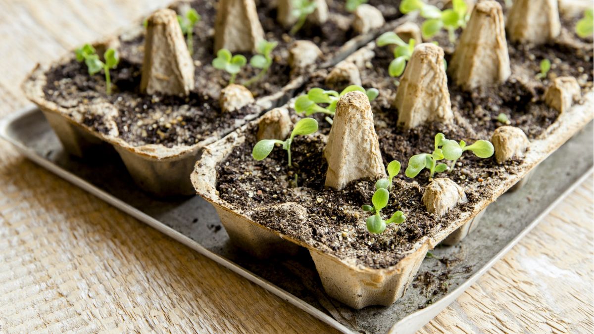 DIY seed tray ideas: 5 ideas for seed germination