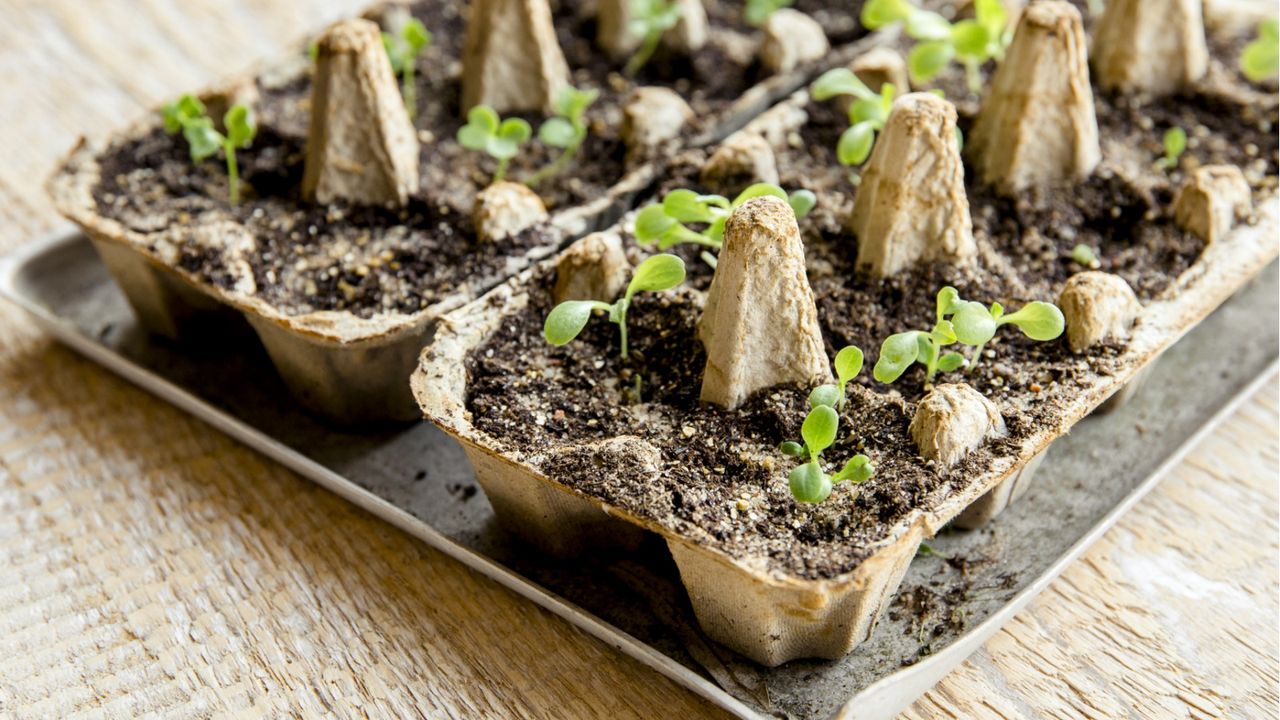 Egg carton seed tray