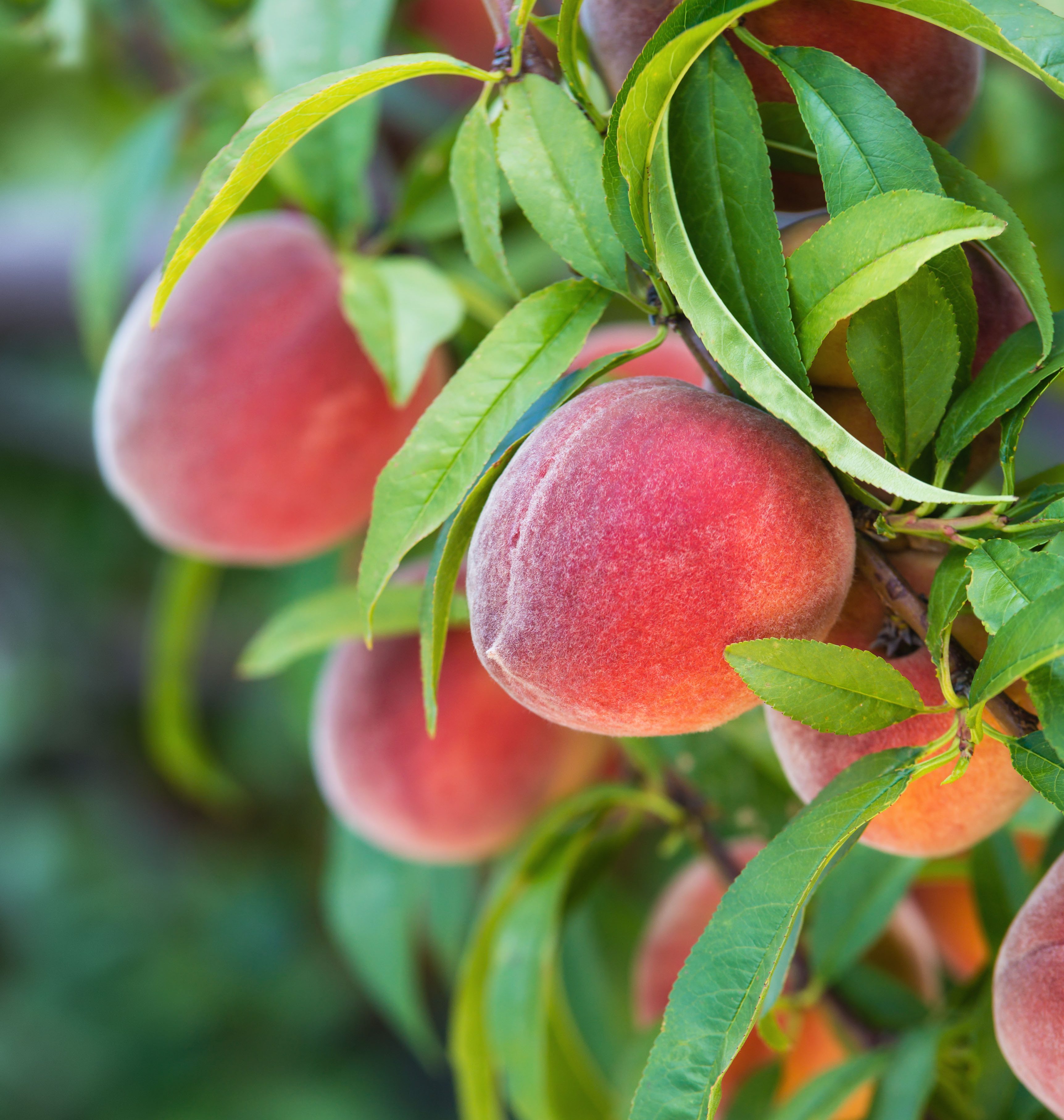 Peaches growing on a tree