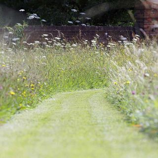 Wild grass seeds in a garden with a pathway
