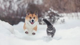 A cat and a dog running in the snow