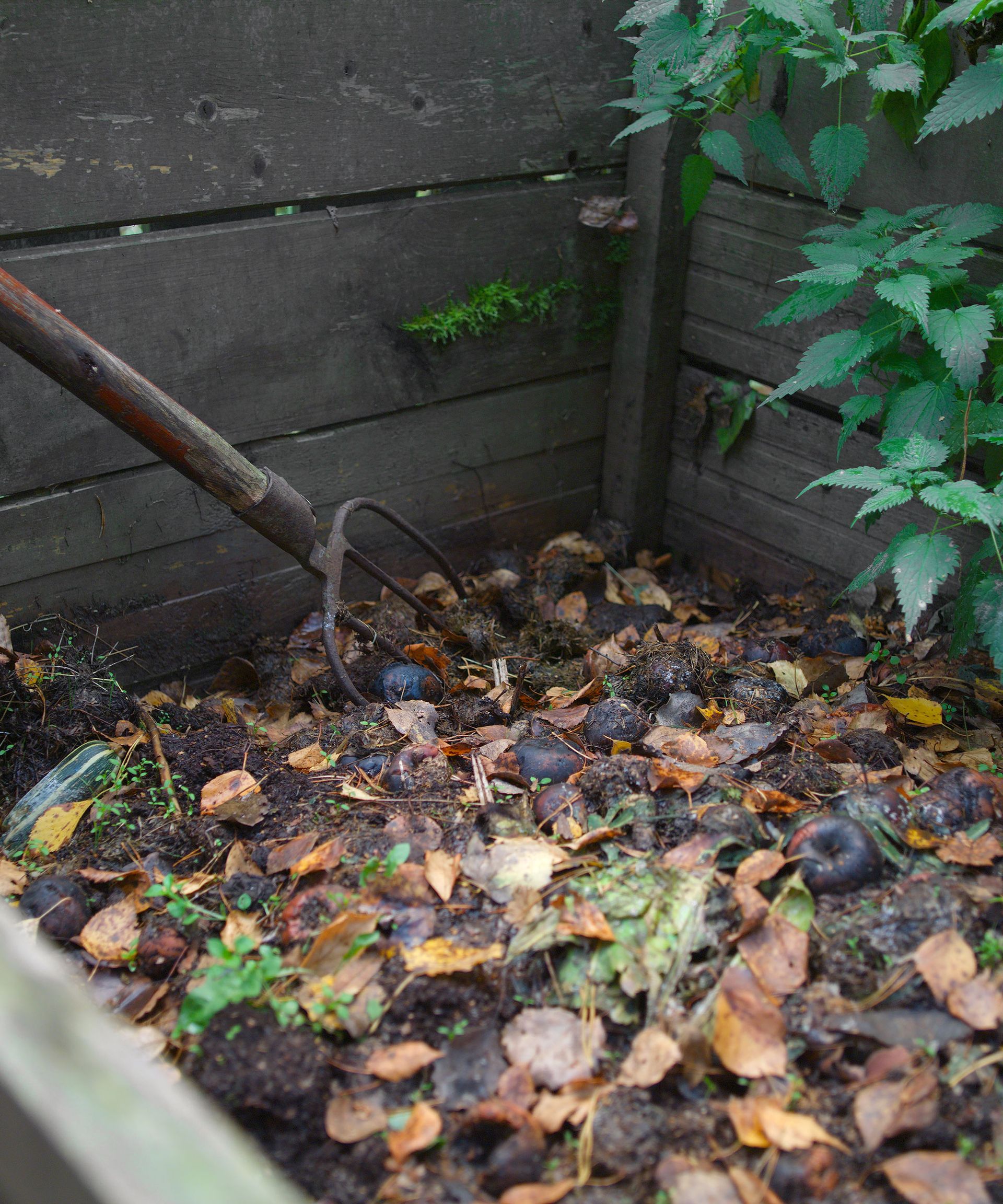 autumn leaves in compost bin