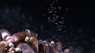 A bed of mussels with methane bubbles.
