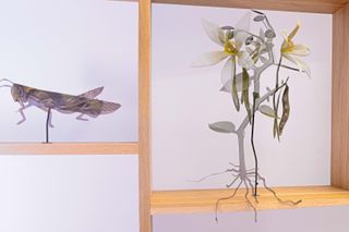 Nature models on wooden shelf