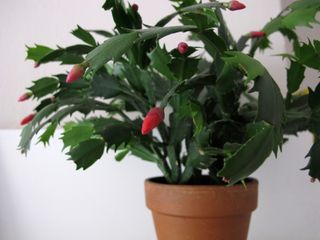 A Christmas cactus on the verge of blooming