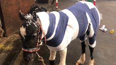 Redwings-Horse-Sanctuary-Phoenix-5-2.jpg