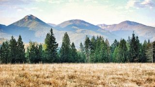 The Cascade Mountains, not far up the highway from Seattle, are home to temperate-climate tonewoods including Big Leaf maple