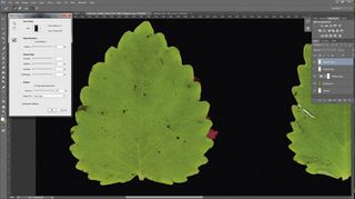 How to extract leaf textures with Photoshop