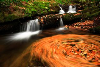 Autumn dance