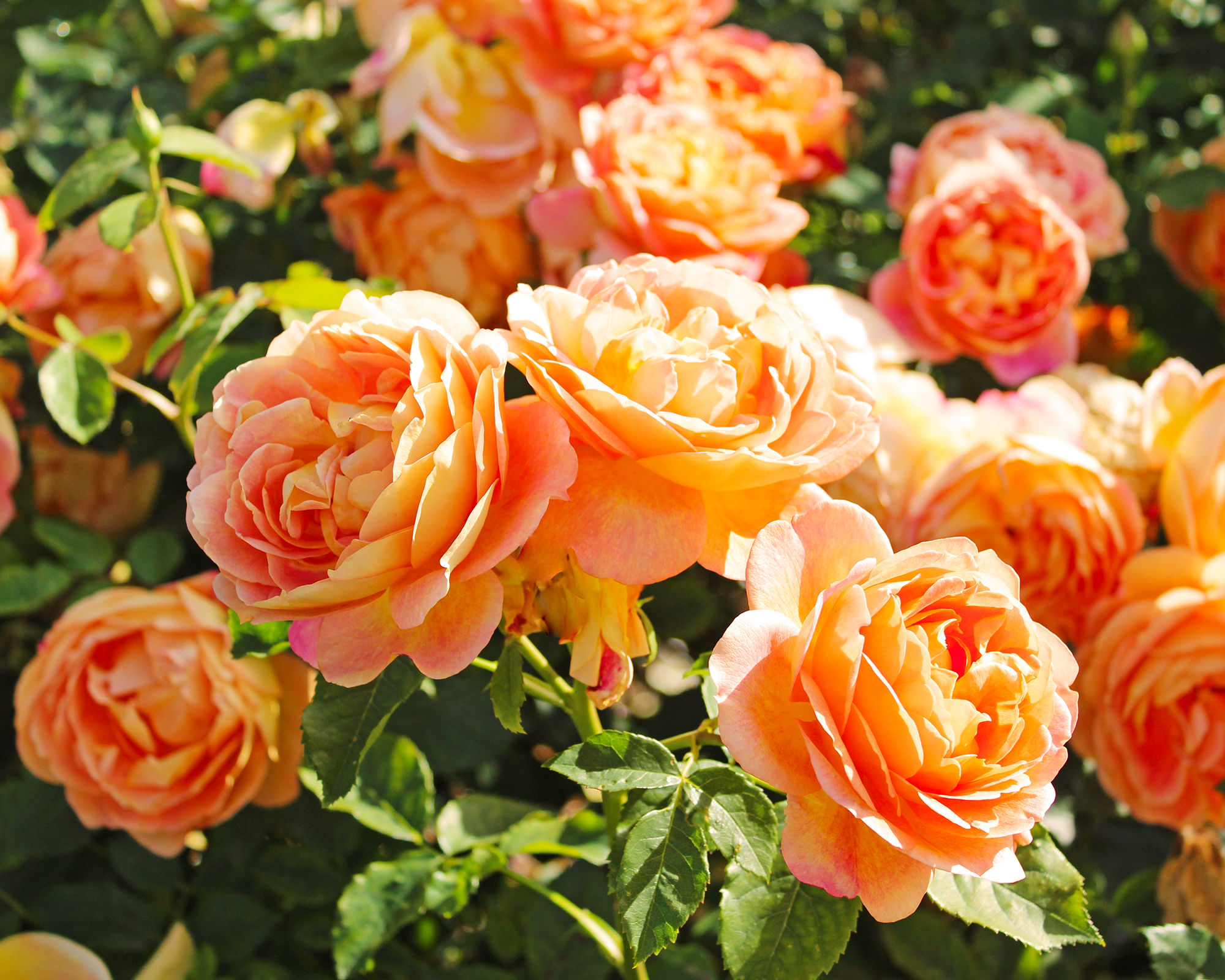 Lady of Shallot roses