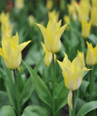 yellow flowers of tulipa Florijn Chic