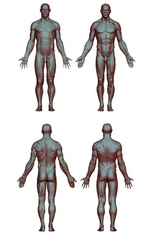 Top anatomy tips