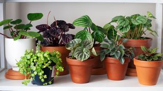 室内植物能净化空气吗？图像显示盆中的室内植物
