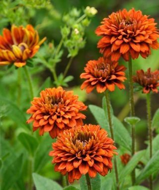 Rudbeckia 'Cherokee Sunset' black-eyed Susan