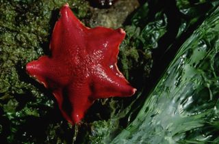 a red bat star starfish and a sea lettuce at low tide