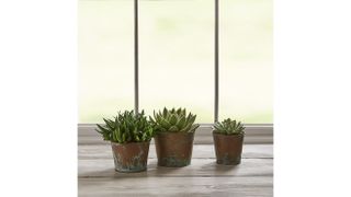 Best indoor plants: Succulent