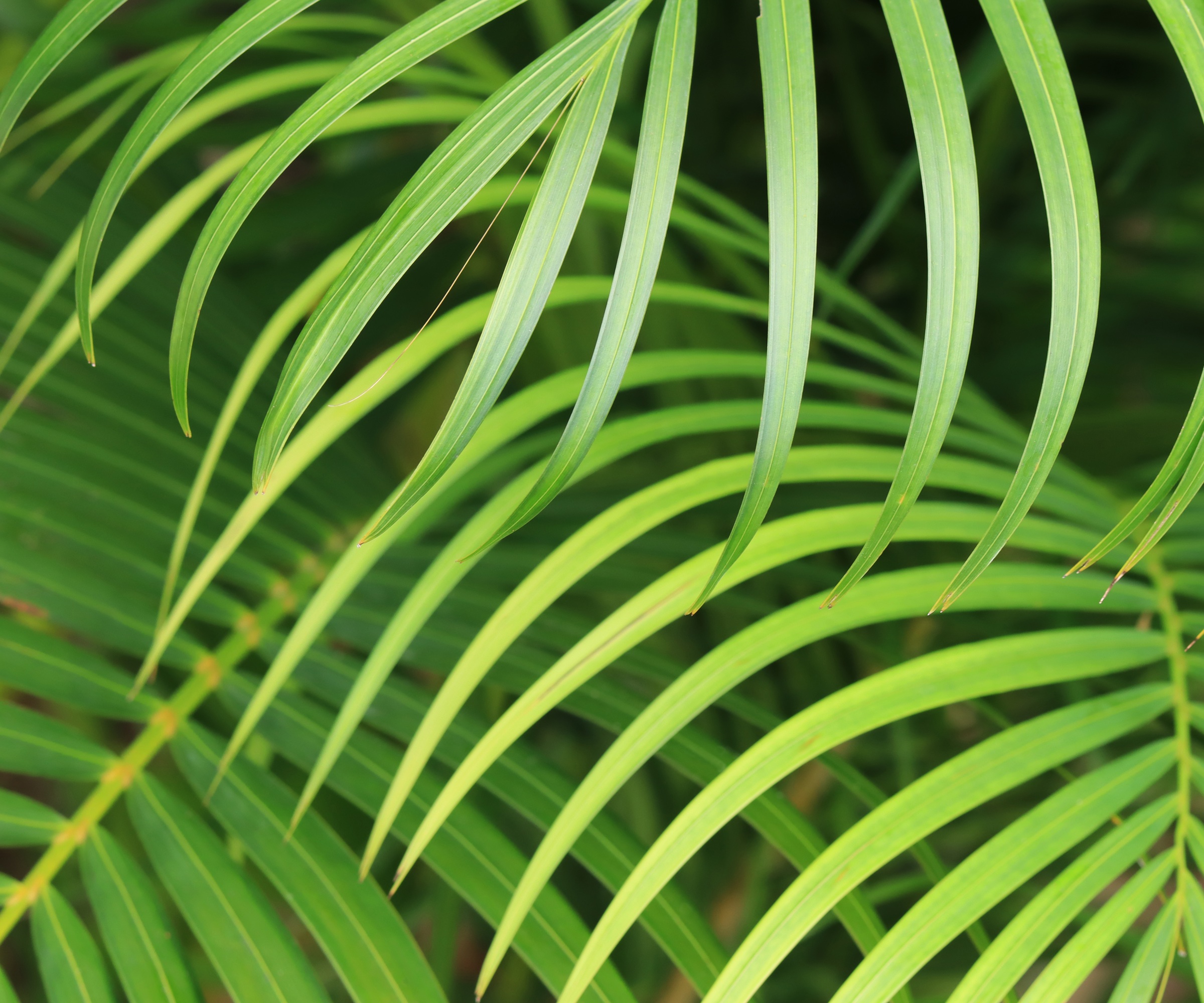 Butterfly Palm detail