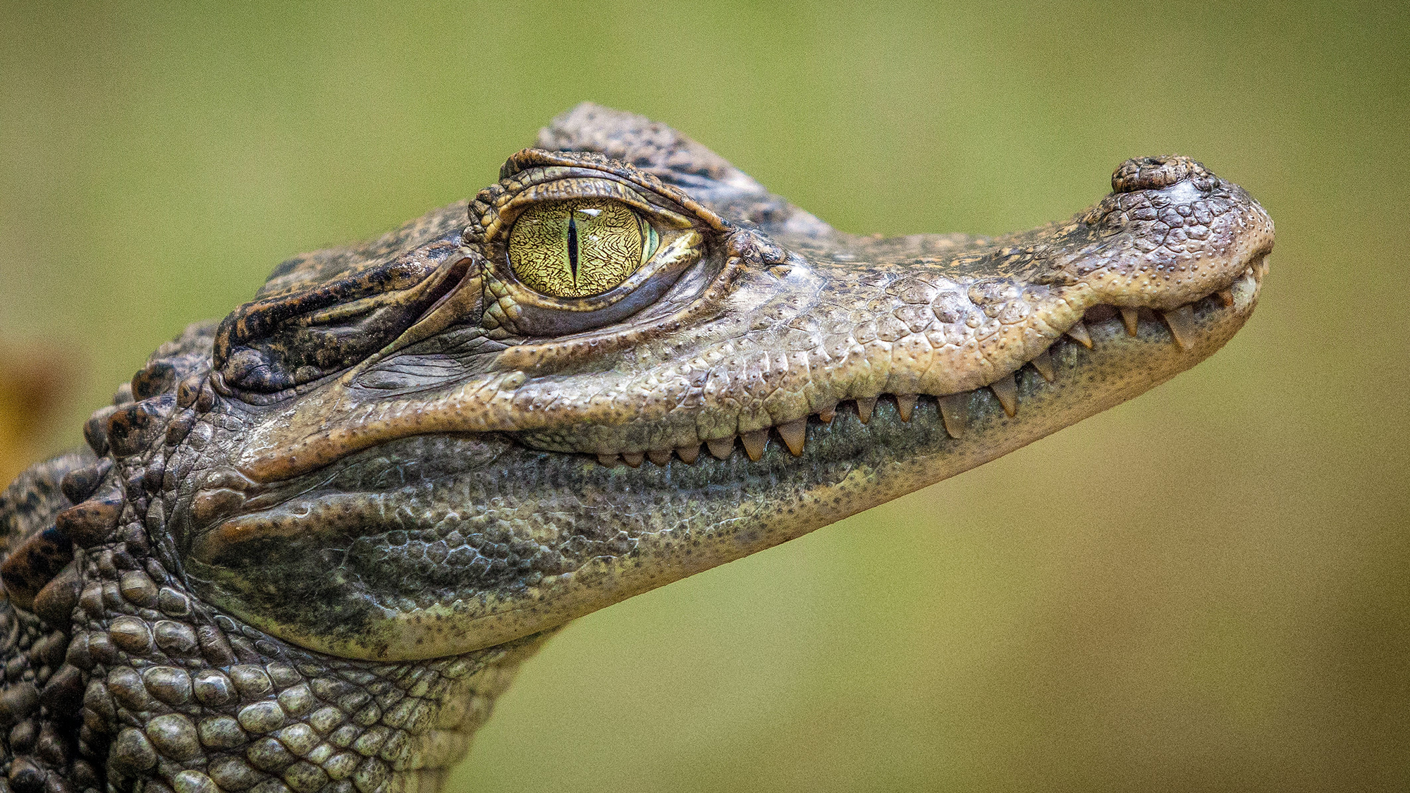 crocodile
