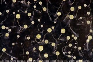 A new study finds that some strains of this social amoeba, called Dictyostelium discoideum, pack bacteria snacks with them before they travel