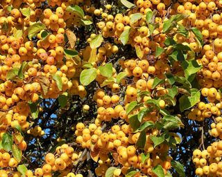 Ornamental golden shining apples hanging on an apple tree