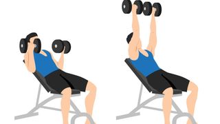 Vector male performing underhand grip bench press with dumbbells and bench on incline
