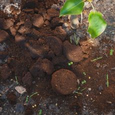 leftover coffee grounds in soil