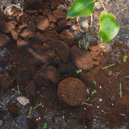 leftover coffee grounds in soil