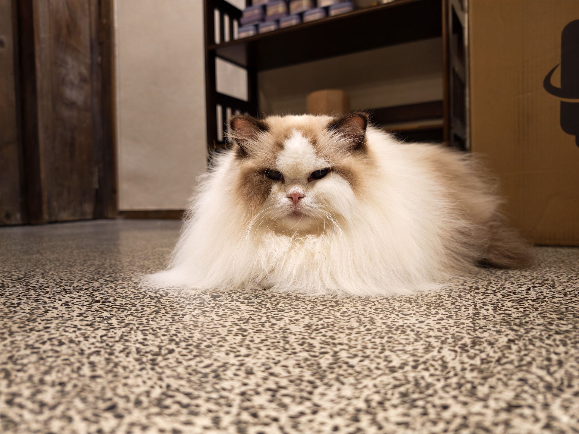 Long haired cat sat on a concrete floor indoors