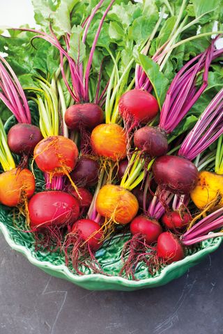 Kitchen garden ideas - radishes