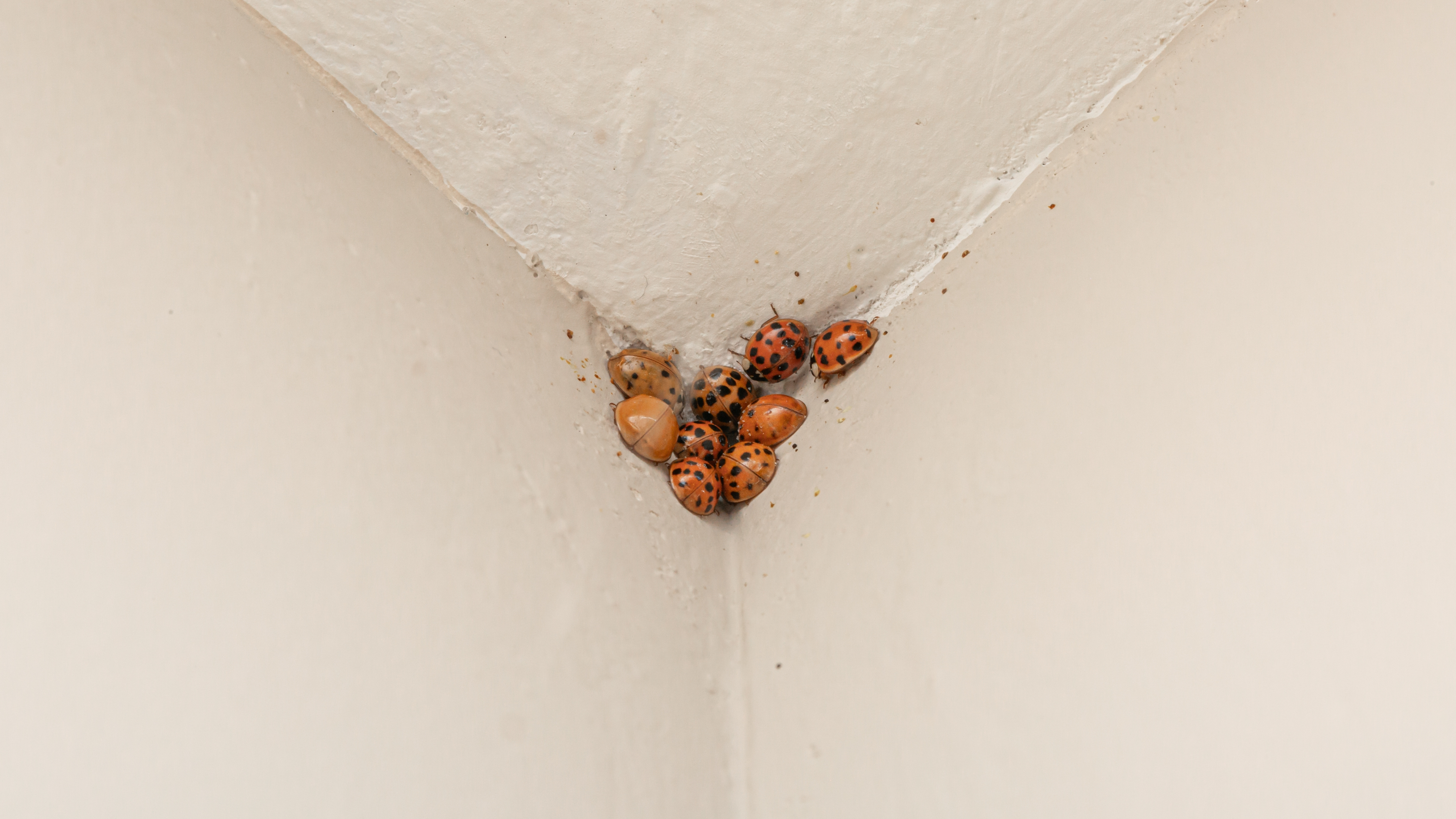 Death Spiral' ladybugs on ceiling corner