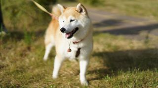 Akita dog outside