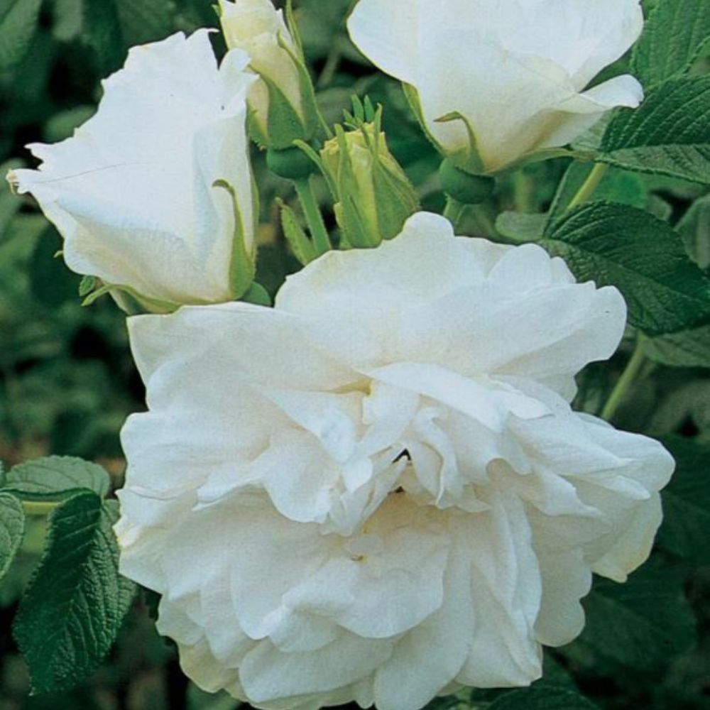 rugosa blanc product cut out
