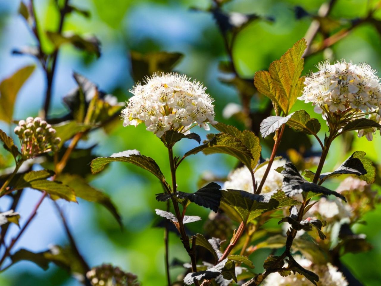 Flowering Physocarpus Ninebark Bush