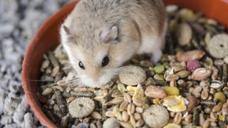 Hamster in food bowl with lots of food