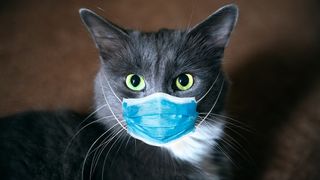 A cat wearing a mask