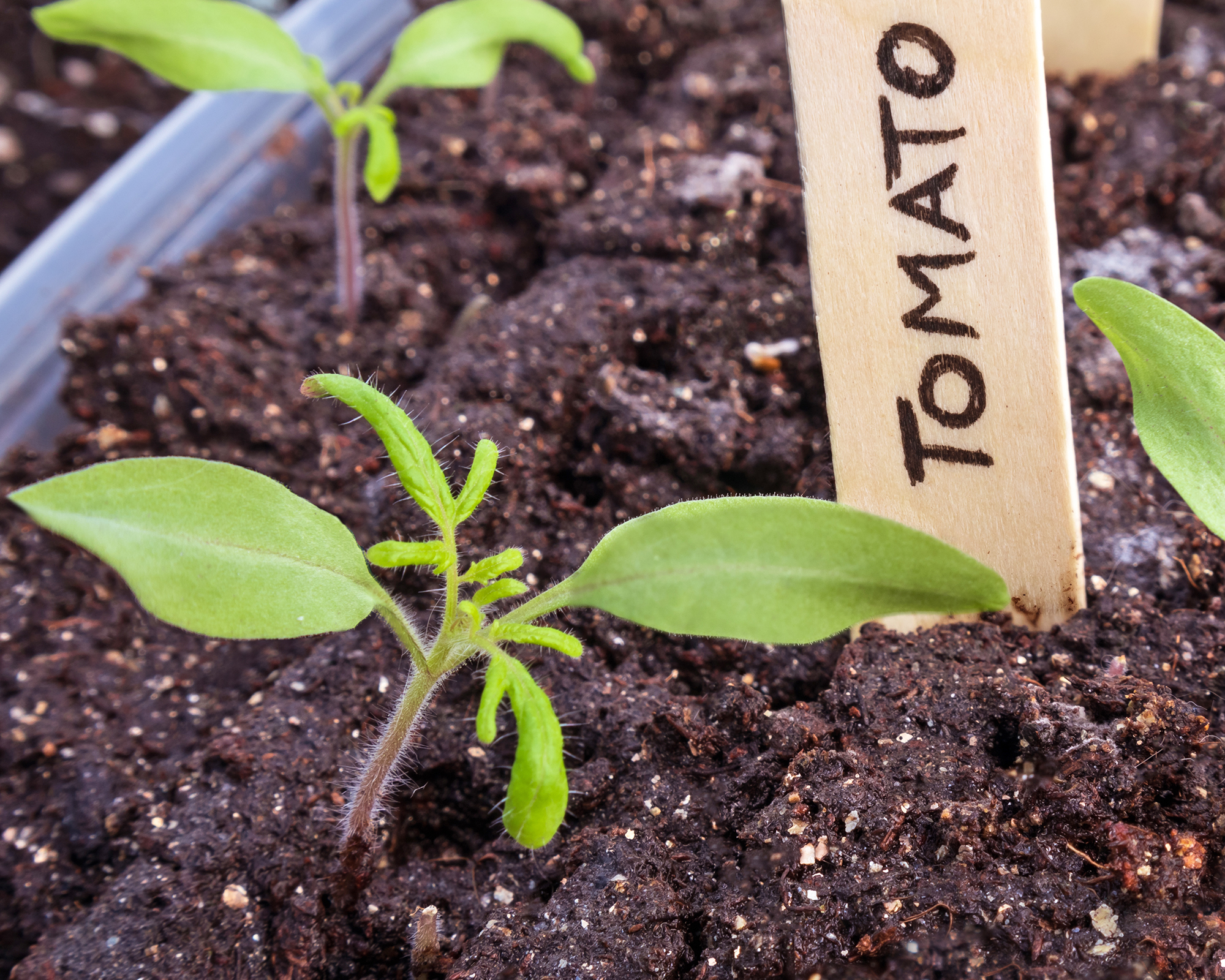 Tomato seedlings in tray with plant marker