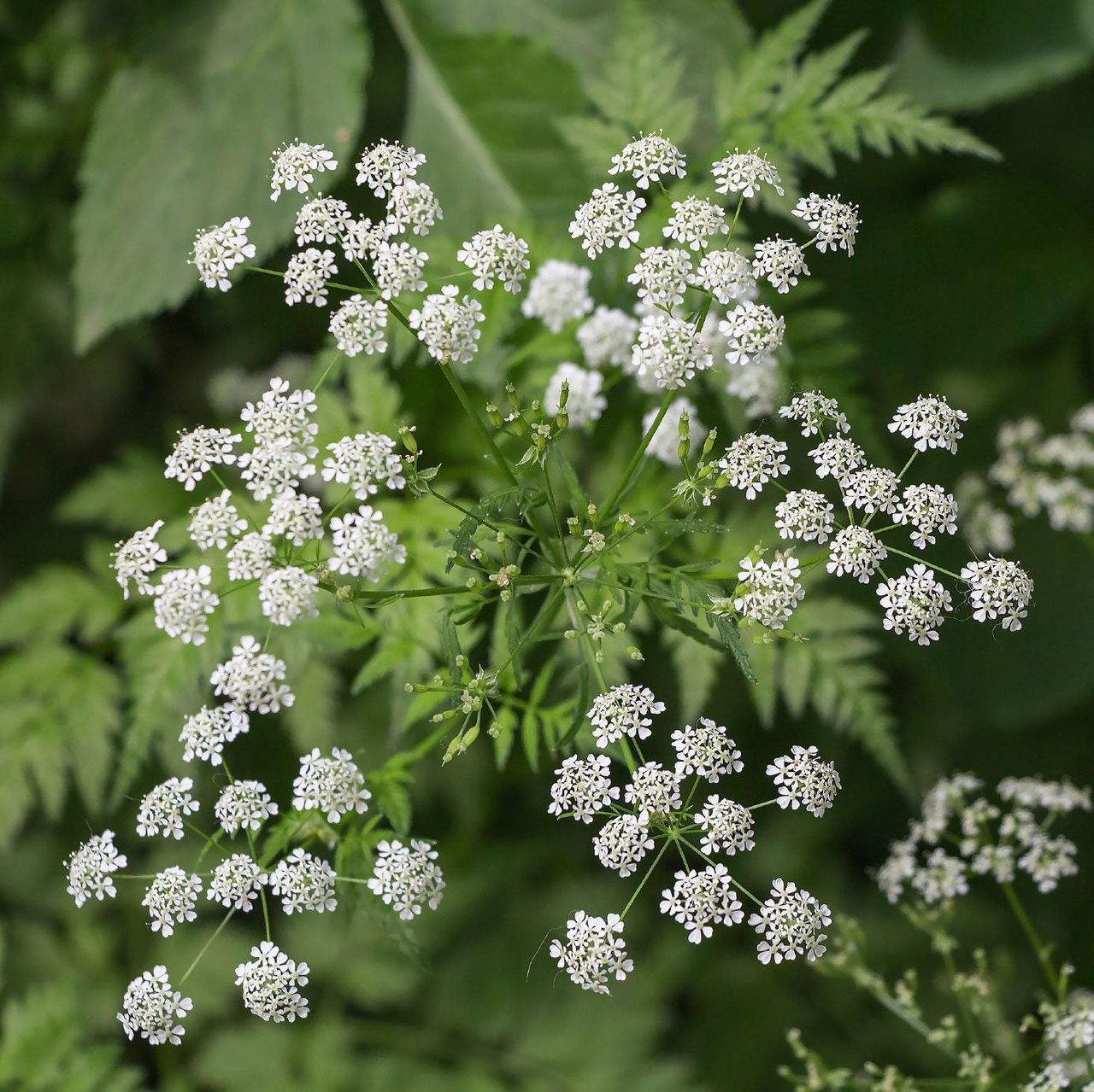 Tiny White Flowered Poison Hemlock