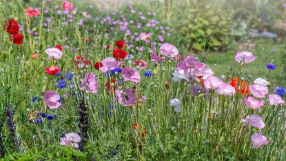 flower bed with poppies