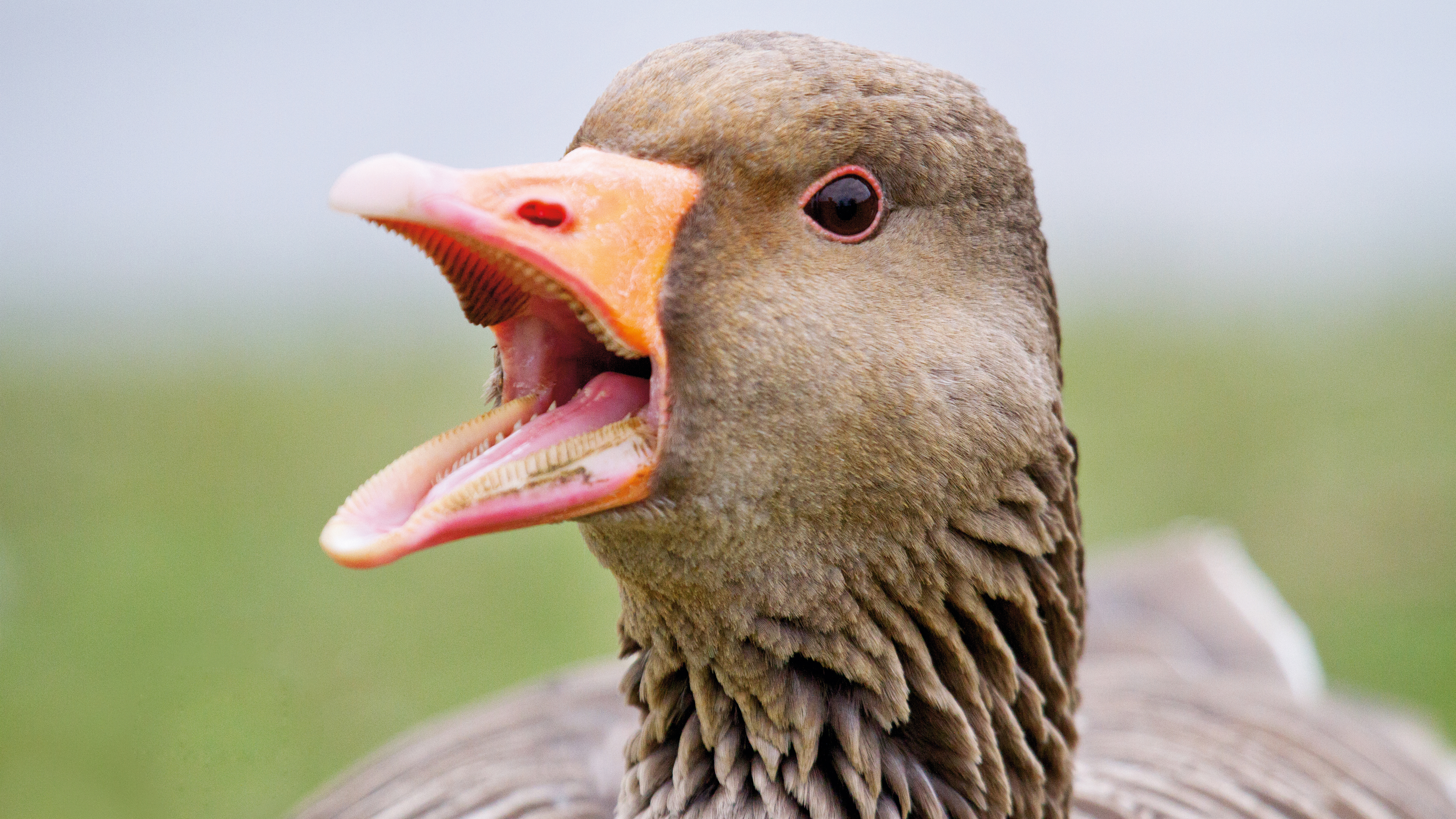 No, Flappy Bird developer didn't give up on $50,000 a day - CNET