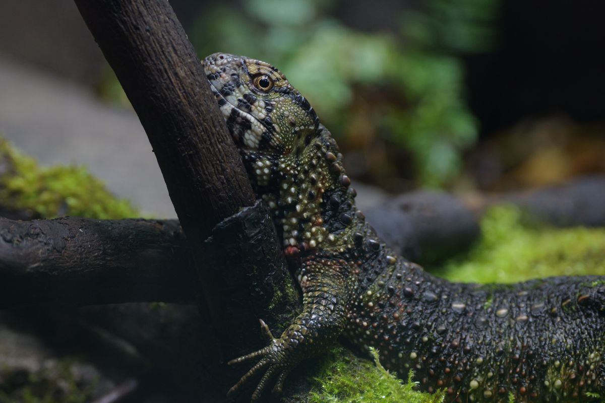 A small lizard resting up on a tree branch
